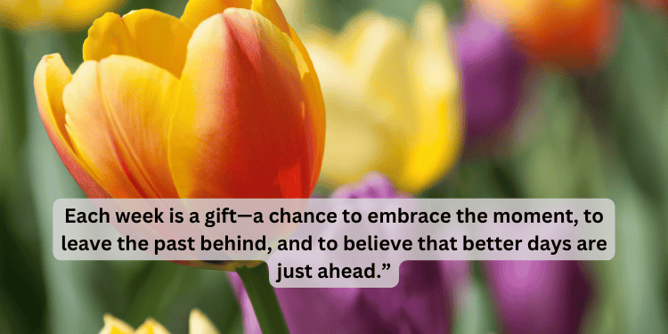 Colorful tulips with Monday gratitude and mindset quote