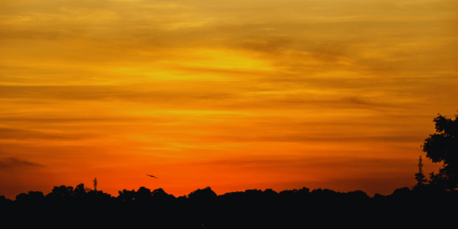 evening view with a orange sky and trees