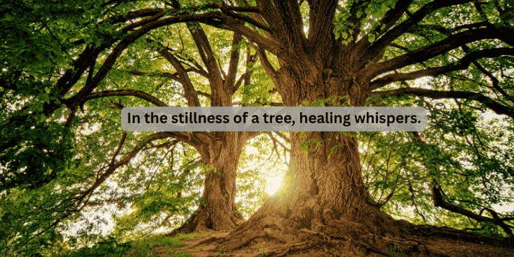 Trees and forest and a quote of healing power of trees